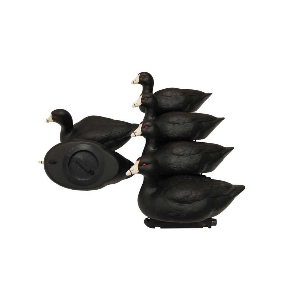  MOJO Outdoors Ready Series MOJO Coot Confidence Decoy (6 pack) • Model: Ready Series